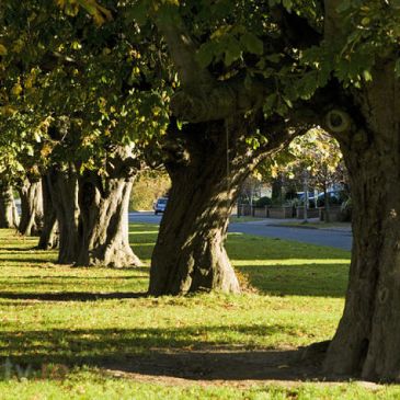 Gallops estate chestnut trees