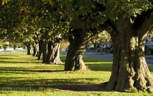 Gallops estate chestnut trees