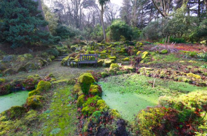 Fernhill gardens Stepaside